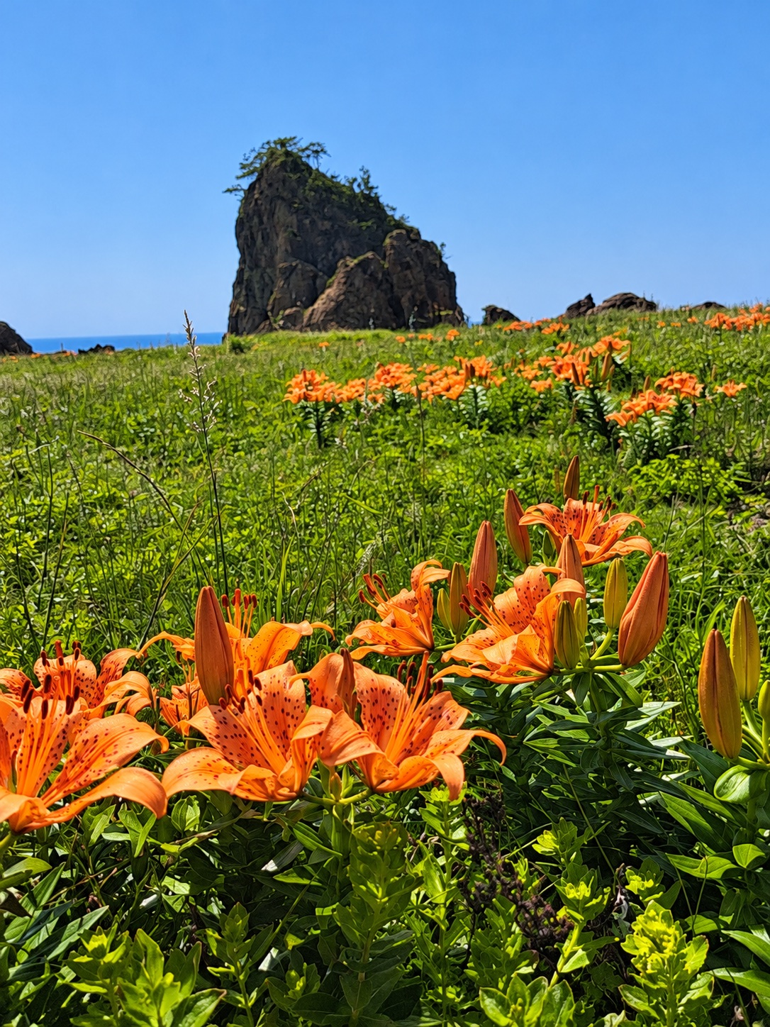 佐渡の岩場とオレンジ色の花